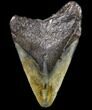 Bargain, Megalodon Tooth - North Carolina #80870-1